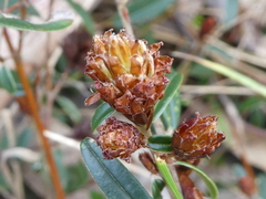 Pultenaea capitellata