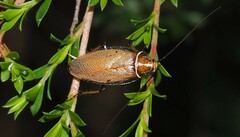 Pseudophyllodromiinae