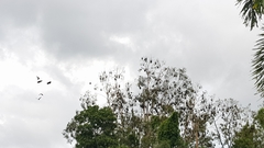 Pteropus conspicillatus