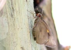 Erionota torus