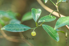 Acronychia pedunculata