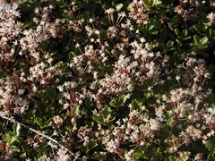 Ceanothus prostratus