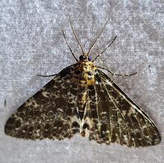 Arichanna albivertex
