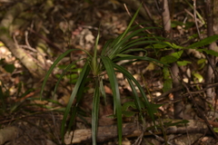 Dianella caerulea assera