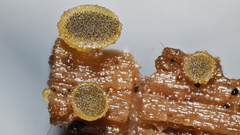 Ascobolus lignatilis