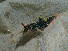 Nembrotha kubaryana