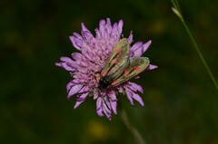 Zygaena lonicerae