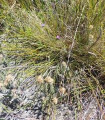 Psoralea oreophila