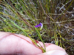 Psoralea oreophila