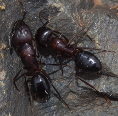 Camponotus barbaricus
