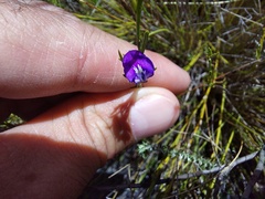 Psoralea oreophila
