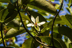 Magnolia macclurei
