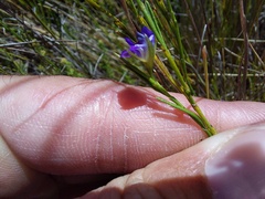 Psoralea oreophila