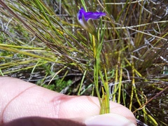 Psoralea oreophila