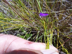 Psoralea oreophila