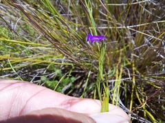 Psoralea oreophila