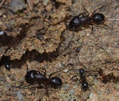 Camponotus barbaricus