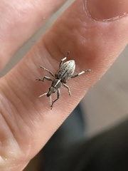 Charagmus gressorius