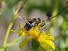 Merodon calcaratus