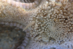 Astropecten armatus