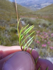 Prismatocarpus brevilobus