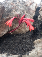 Cyrtanthus ventricosus