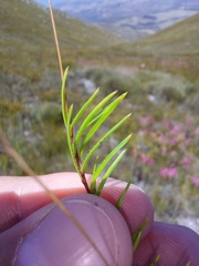 Prismatocarpus brevilobus