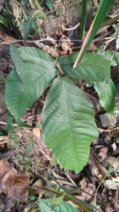Tectaria polymorpha