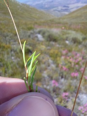 Prismatocarpus brevilobus