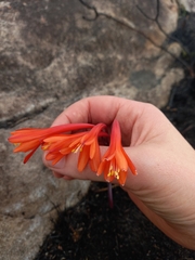 Cyrtanthus ventricosus