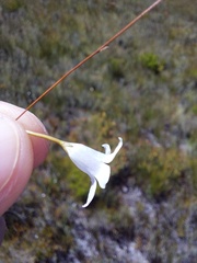 Prismatocarpus brevilobus