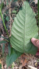 Tectaria polymorpha