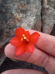 Cyrtanthus ventricosus