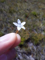 Prismatocarpus brevilobus