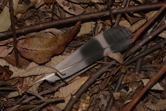 Lopholaimus antarcticus