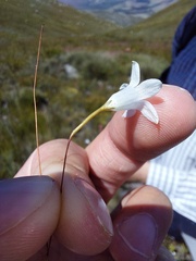 Prismatocarpus brevilobus