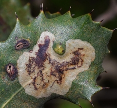 Phyllonorycter belotella