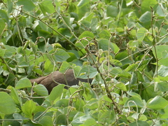 Amaurornis moluccana