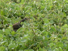 Amaurornis moluccana