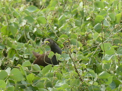 Amaurornis moluccana