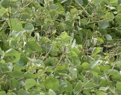 Amaurornis moluccana