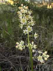 Toxicoscordion micranthum