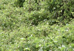 Amaurornis moluccana