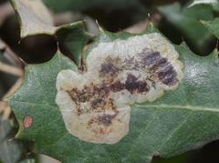 Phyllonorycter belotella