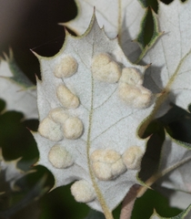 Dryomyia lichtensteinii