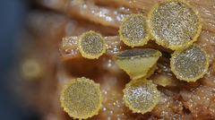 Ascobolus lignatilis