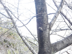 Yungipicus kizuki nippon