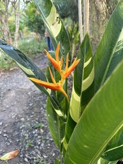 Heliconia × nickeriensis