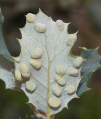 Dryomyia lichtensteinii