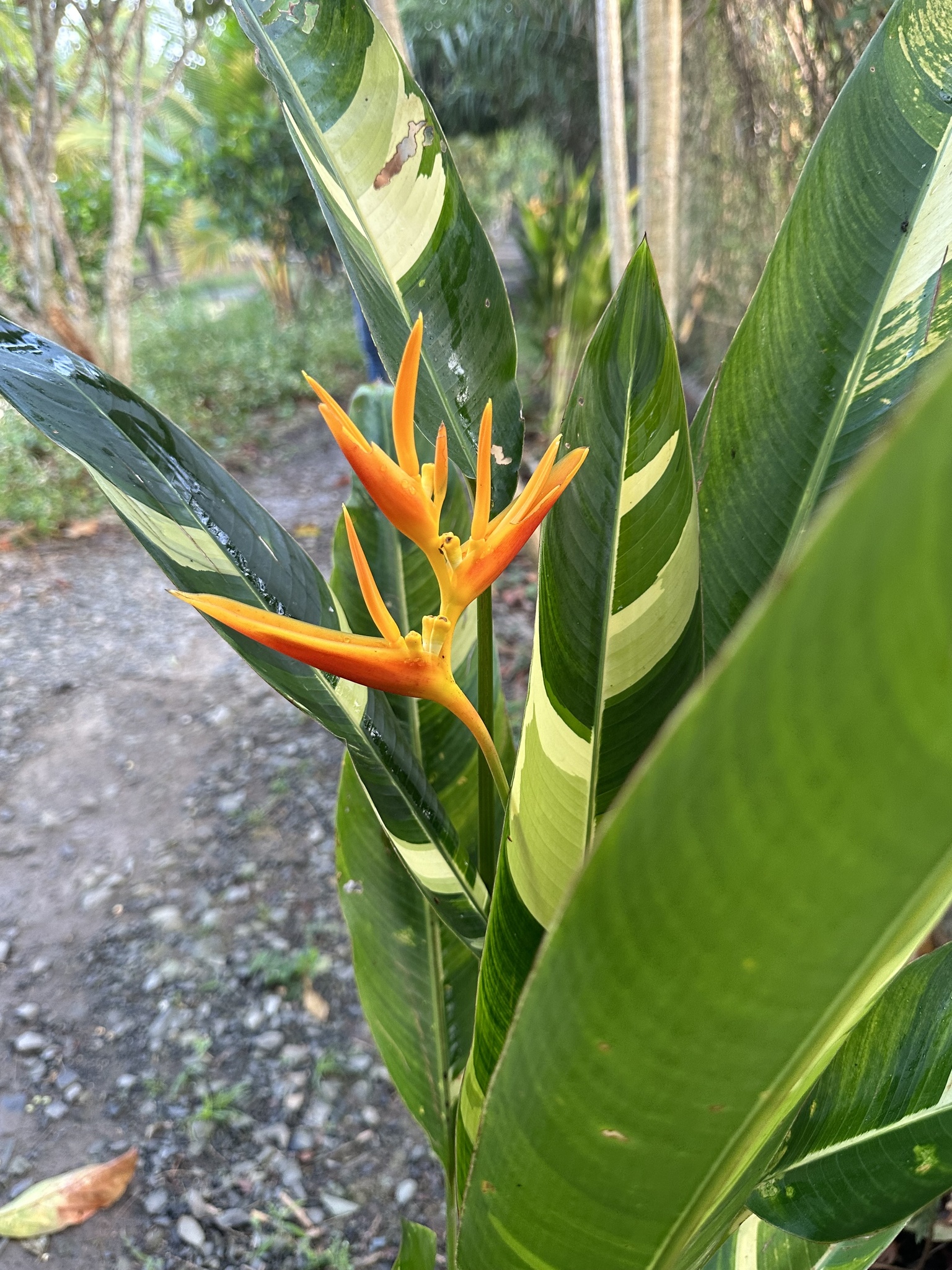 Heliconia nickeriensis — ảnh 2